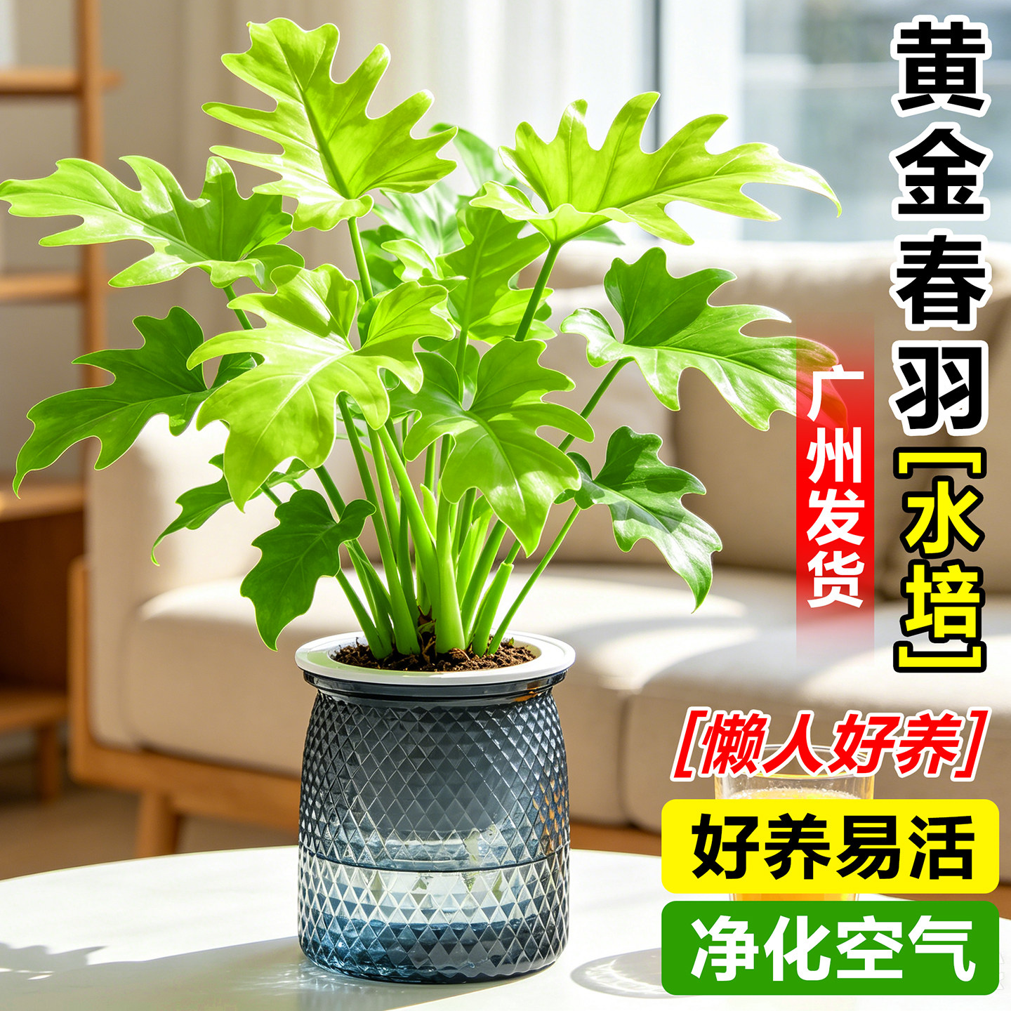黄金春羽室内桌面小盆栽四季水培龟背竹绿萝懒人好养绿植物蔓绿绒图片