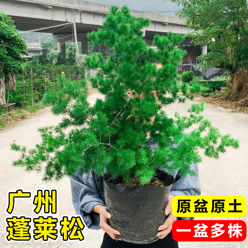 蓬莱松盆栽客厅招财树四季常青