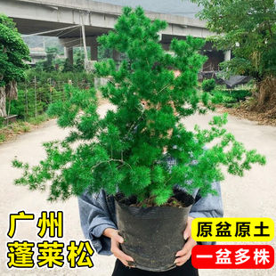 蓬莱松盆栽室内办公室桌面盆景客厅招财绿植迎客松金钱树四季常青