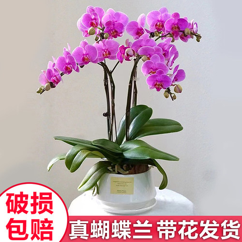 蝴蝶兰室内阳台四季好养