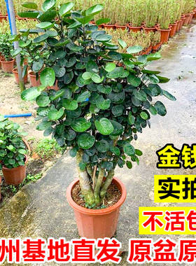 金钱兜盆栽室内招财钱串子绿植