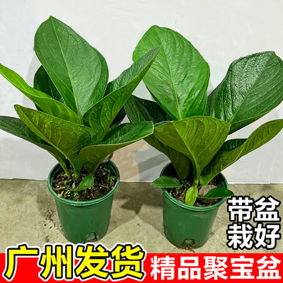 聚宝盆绿植室内大叶招财盆景