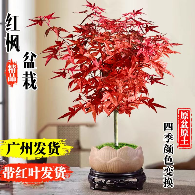 红枫盆栽红舞姬树苗室内桌面盆景