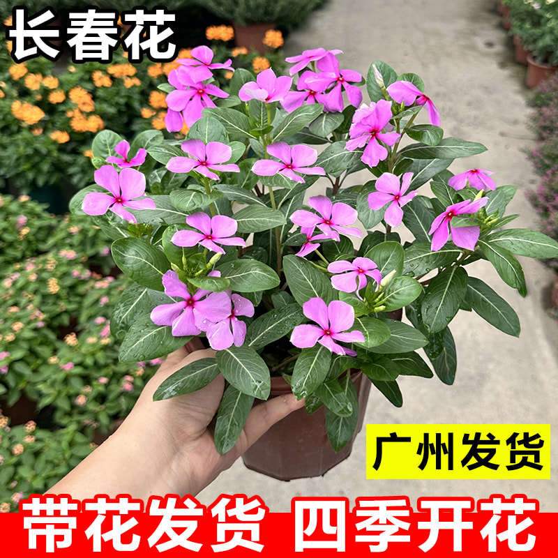 长春花盆栽带花大苗日日春室内阳台庭院凤仙花好养四季开花卉植物