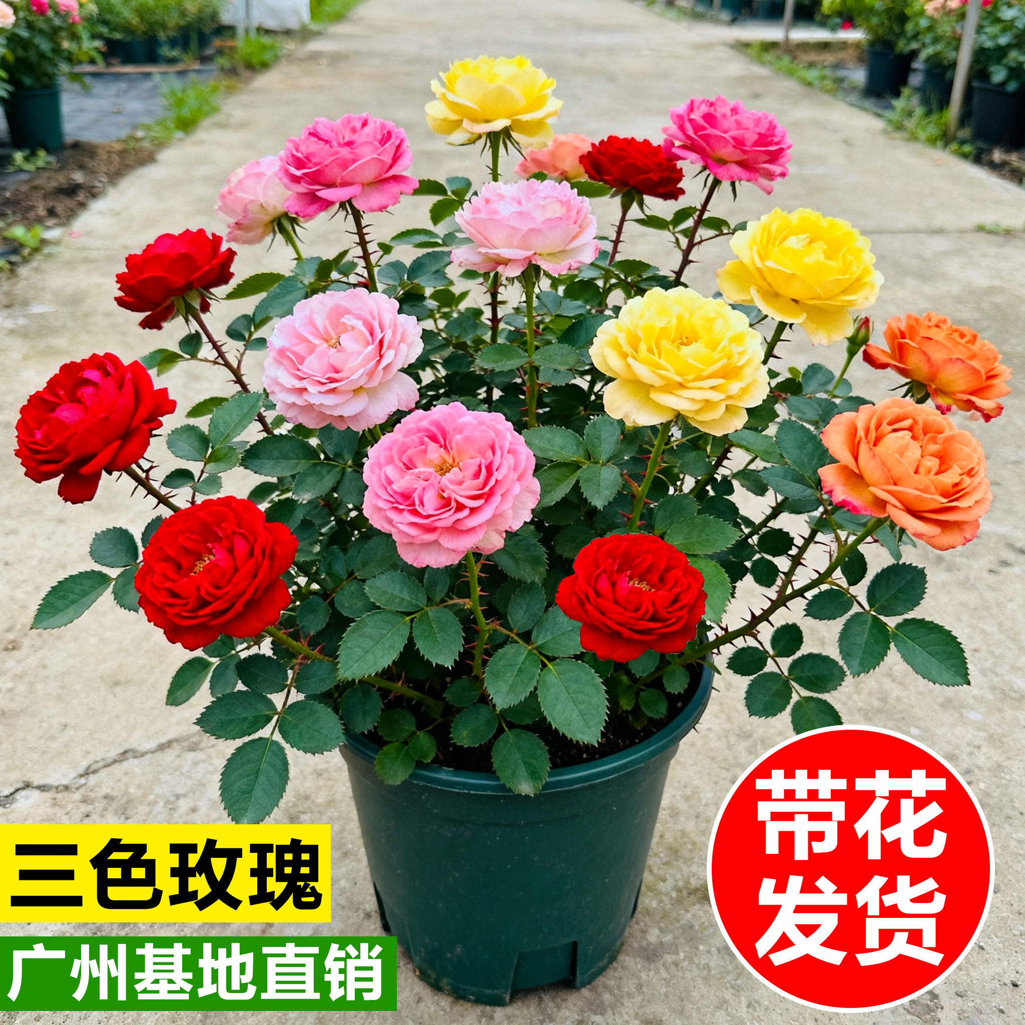 三色玫瑰花苗室内鲜花盆栽客厅花卉绿植四季好养月季阳台开花植物