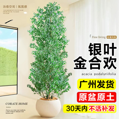 银叶金合欢庭院地栽大型开花植物
