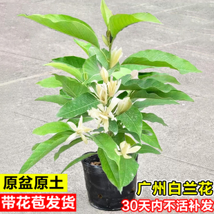 白兰花苗玉兰花盆栽带花苞黄角兰树苗内外阳台庭院绿植四季花卉