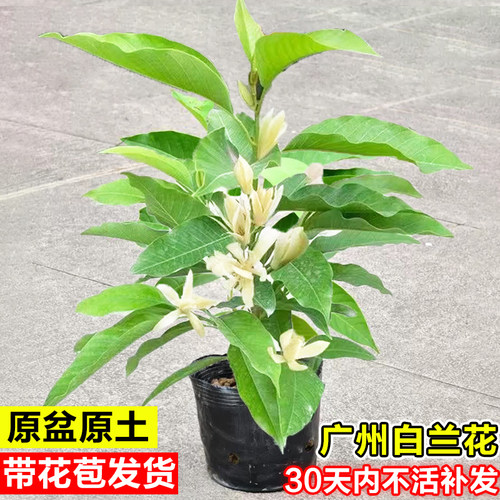 白兰花苗盆栽带花苞室内外好养