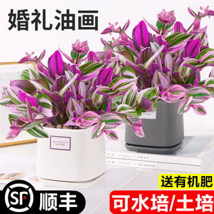 油画婚礼吊兰多肉植物可水培客厅阳台四季好养花卉绿植紫露兰盆栽