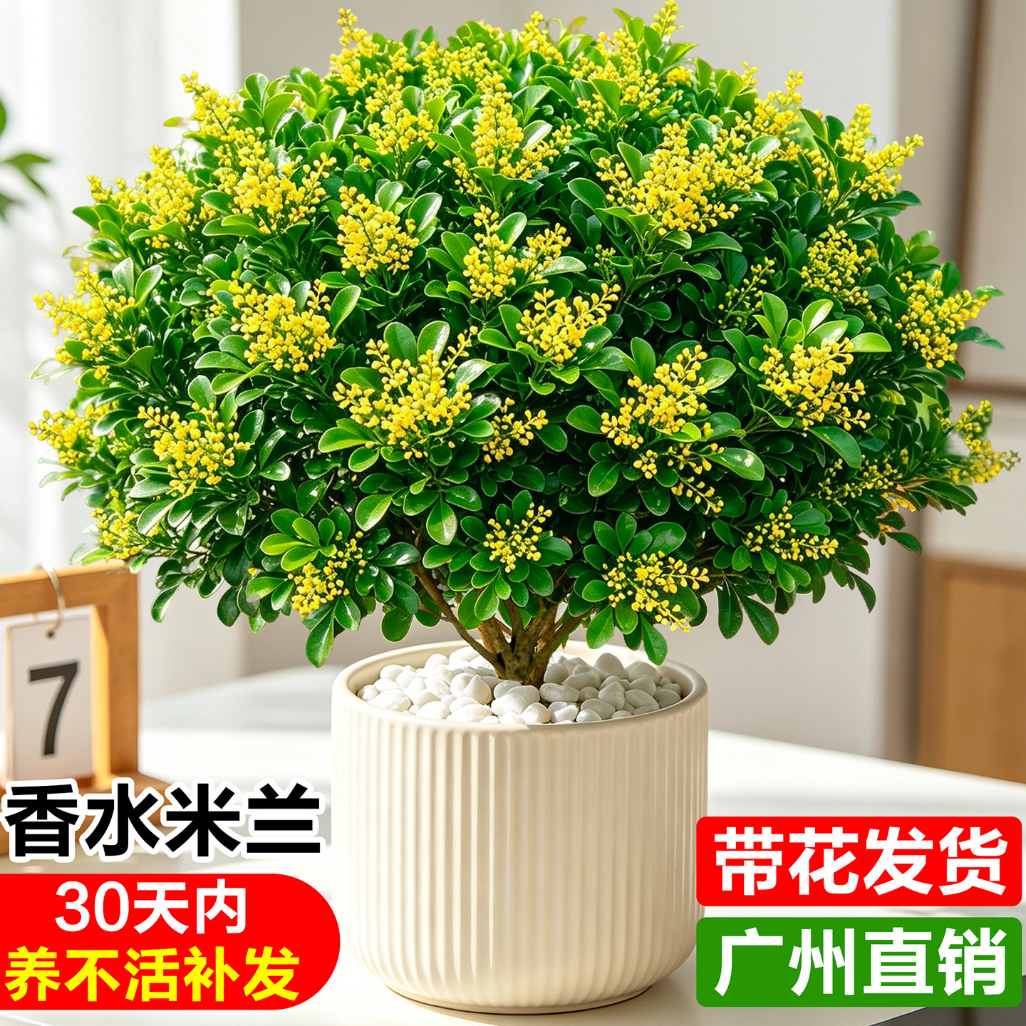 香水米兰盆栽带花苞浓香九里香树苗室内驱蚊花卉绿植四季开大花苗图片