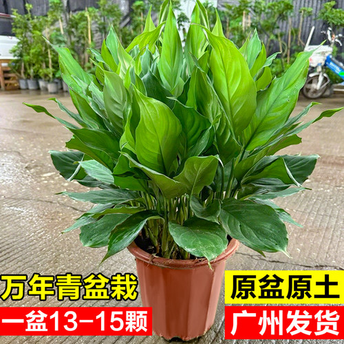 万年青绿植盆栽室内除甲醛好养