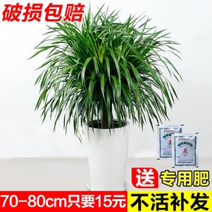 龙须树大型盆栽绿植客厅室内老桩树苗多头龙血树植物除甲醛发财树