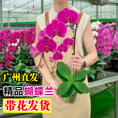 蝴蝶兰盆栽室内桌面花卉鲜花
