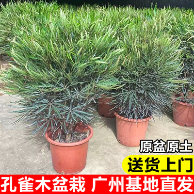 孔雀木绿植盆栽客厅大型观叶植物