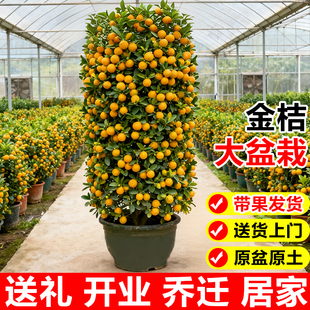 金桔树盆栽带果可食用年桔橘子树苗室内大型绿植阳台客厅年宵花卉