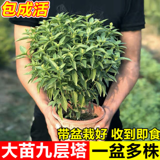 九层塔盆栽植物可食用室内客厅驱蚊迷迭香好养薄荷紫苏小绿植花苗