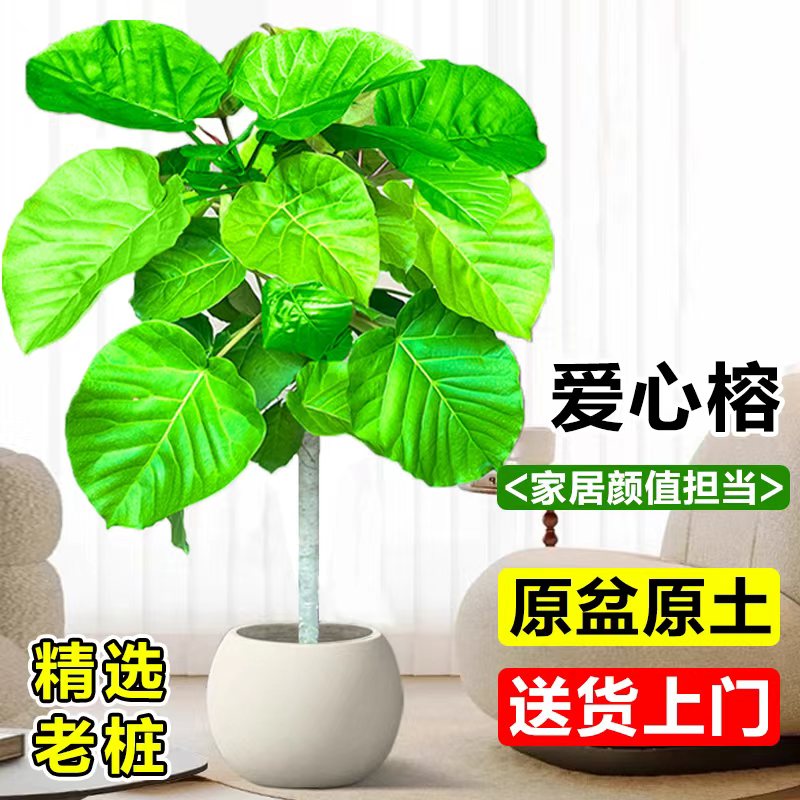 爱心榕盆栽室内大叶植物四季常青