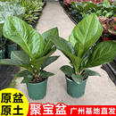 聚宝盆大叶绿植鸟巢花烛盆栽客厅招财水培植物室内好养花卉发财树