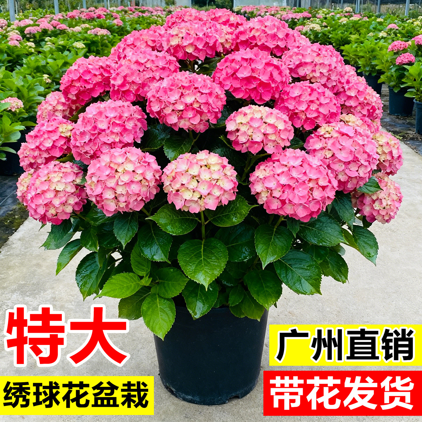 绣球花盆栽带花苞无尽夏大盆花苗阳台庭院花园造景四季鲜花卉绿植,鲜花速递/花卉仿真/绿植园艺,绣球/木绣球/木本植物,淘宝优惠券,粉丝福利购,淘宝优惠卷
