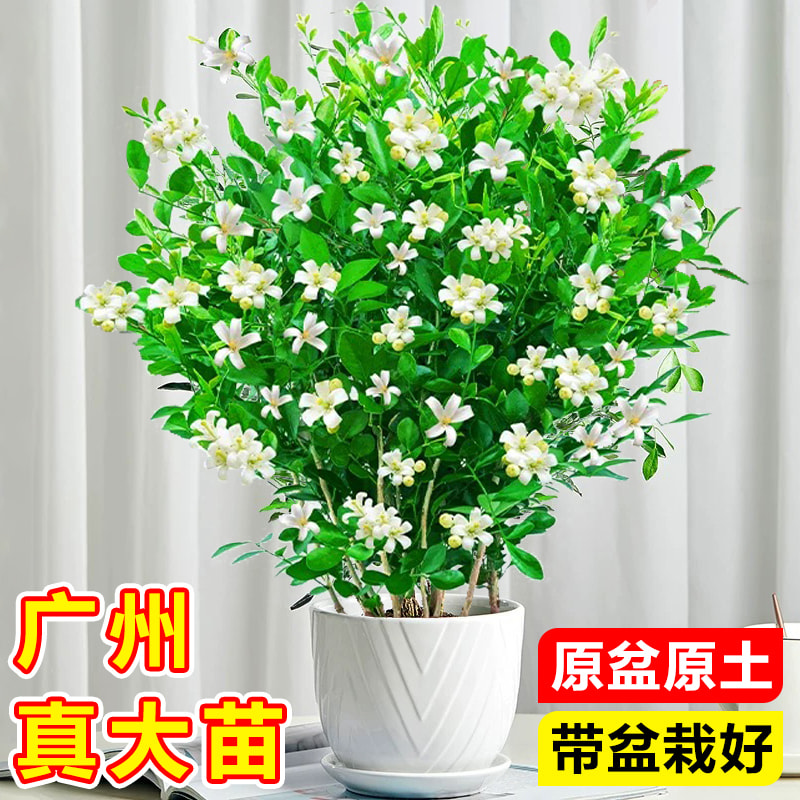 九里香盆栽带花苞茉莉花七里香室内花卉绿植阳台驱蚊植物四季开花