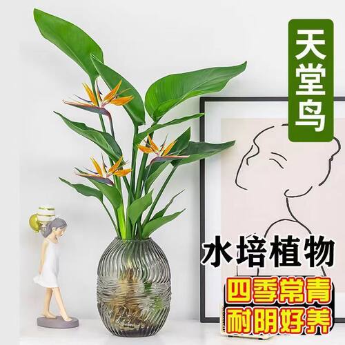 天堂鸟鹤望兰室内无土水培植物