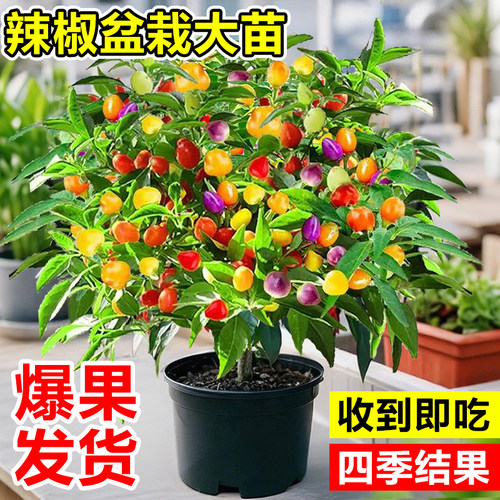 七彩辣椒苗带果可食用阳台种植