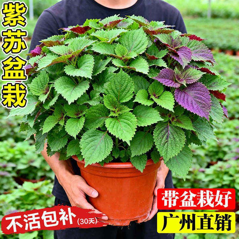 紫苏盆栽可食用香草苏子叶薄荷迷迭香室内阳台四季种植蔬菜苗秧