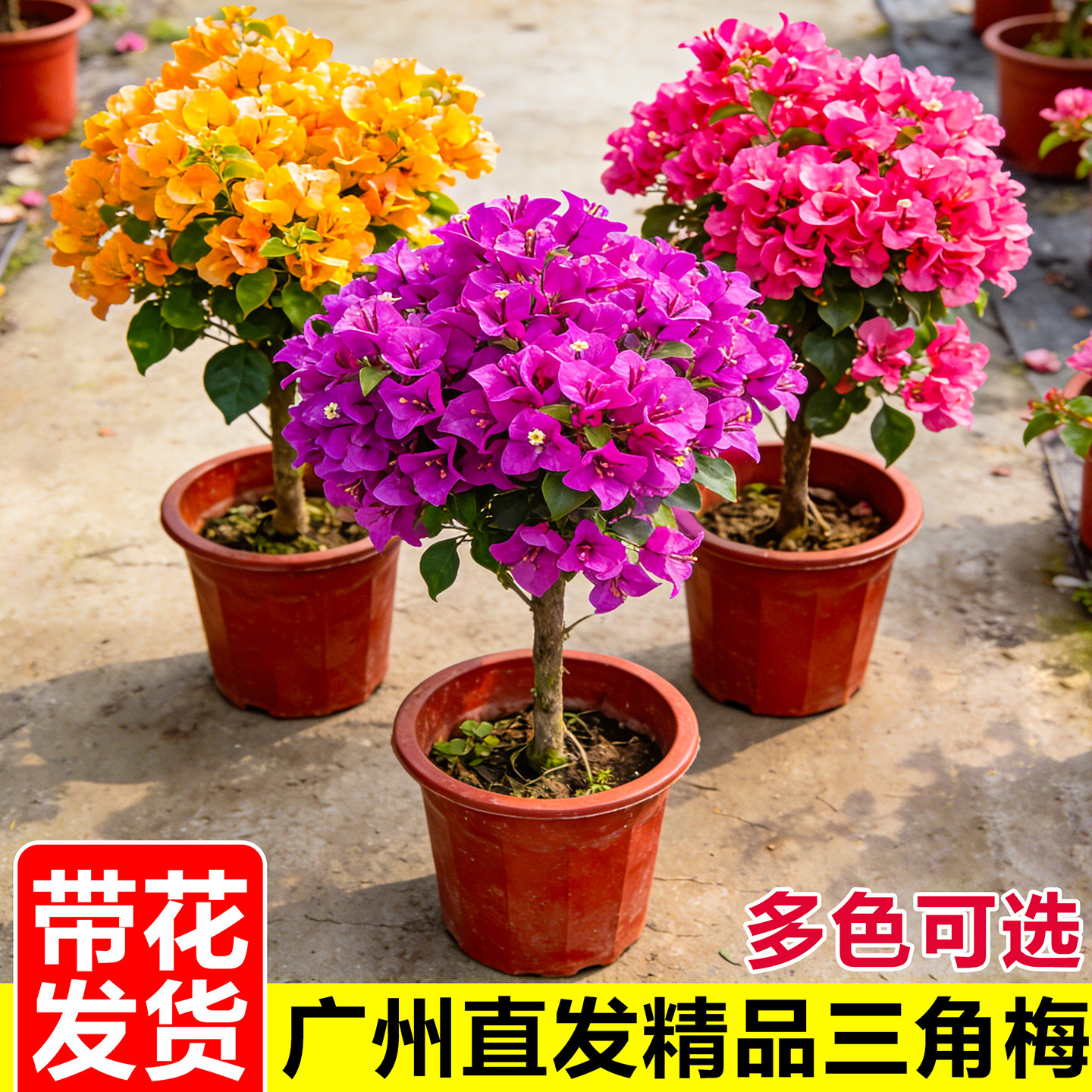 三角梅盆栽带花重瓣花卉云南紫花苗室内阳台四季开红樱树苗绿植物,鲜花速递/花卉仿真/绿植园艺,时令草本花卉,淘宝优惠券,粉丝福利购,淘宝优惠卷