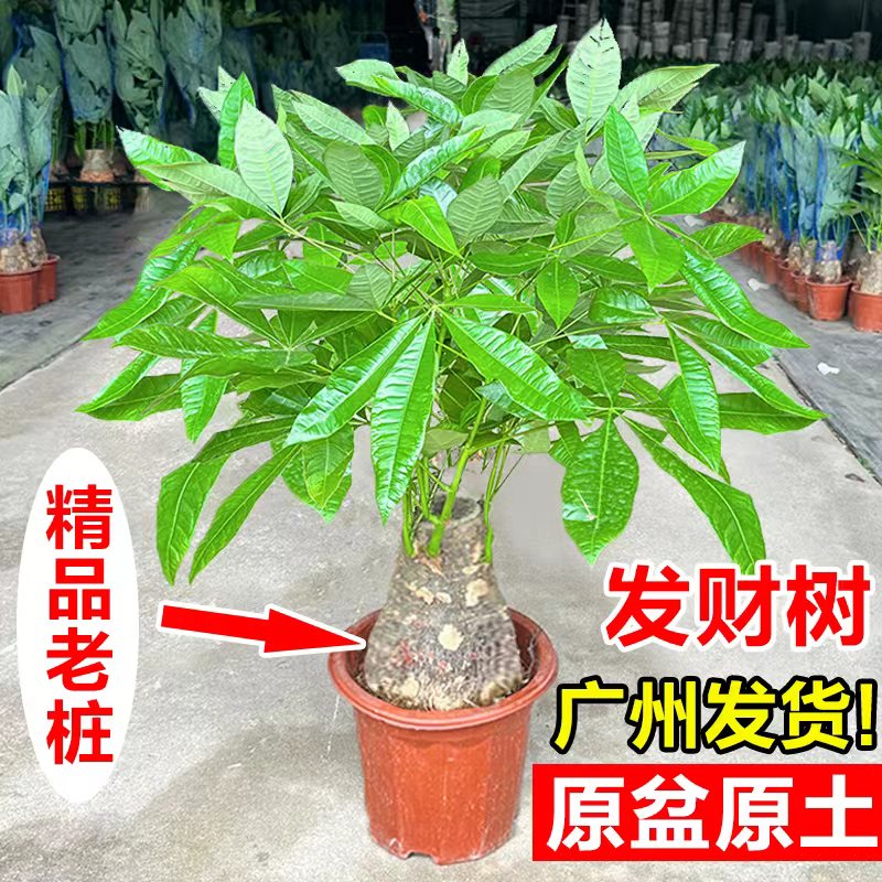 老桩发财树大颗招财树室内绿植