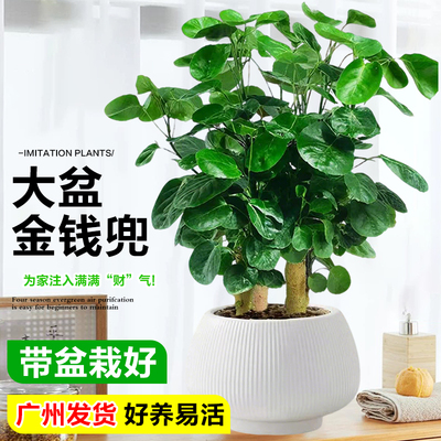 金钱兜盆栽室内客厅四季常青植物钱多多福禄桐圆叶小绿植金钱树木
