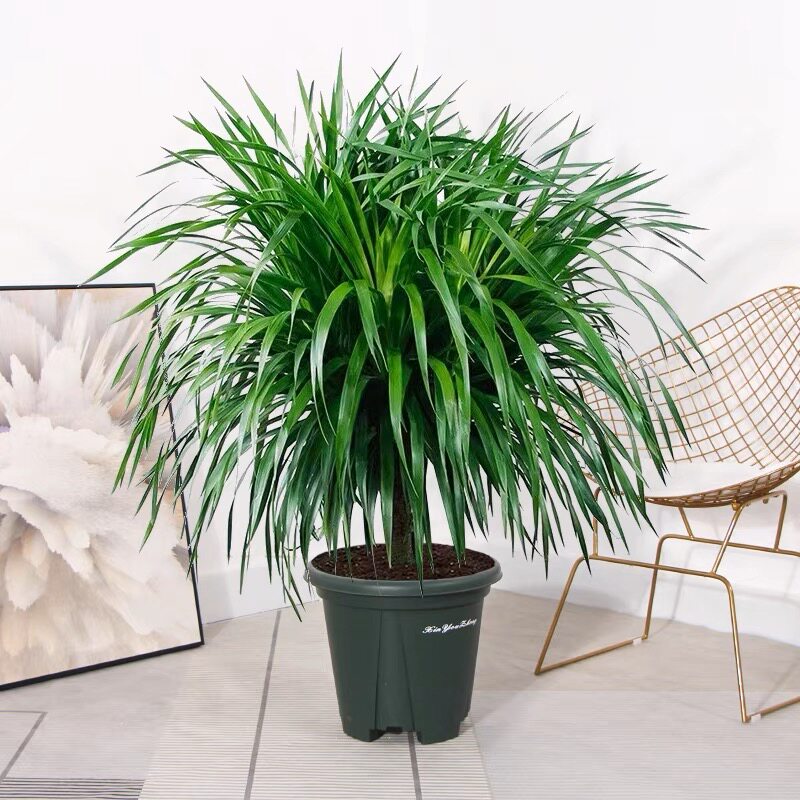 龙须树大型盆栽绿植客厅室内老桩树苗多头龙血树植物吸甲醛发财树