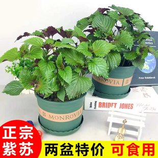 清香绿植 紫苏盆栽可食用紫苏叶烤肉香草薄荷庭院阳台好养易种四季