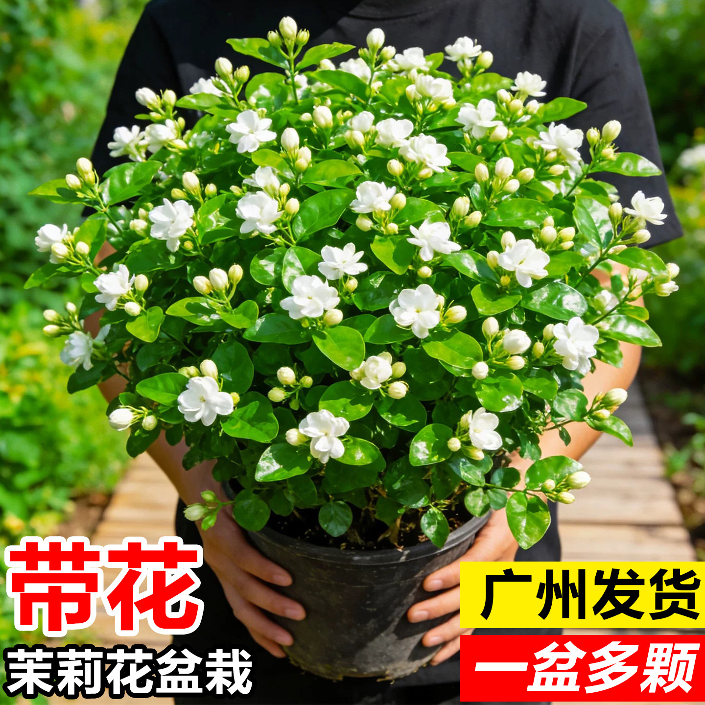 茉莉花盆栽带花重瓣花苗室内好养鲜花阳台绿植栀子花四季开浓香型图片