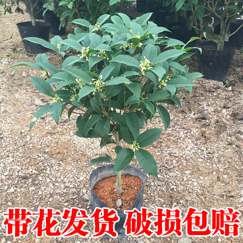 桂花树苗盆栽好养绿植四季开花