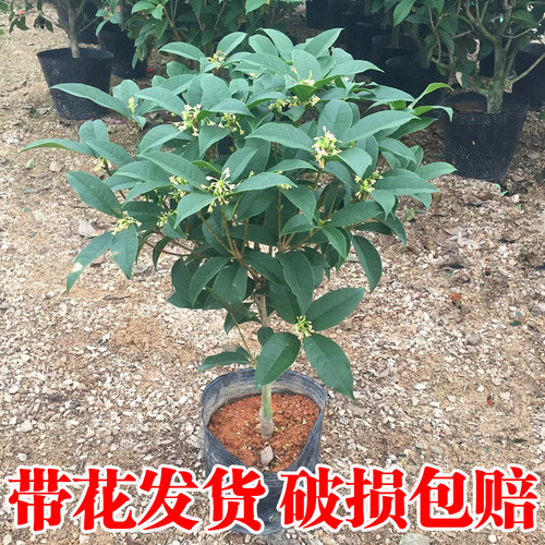 桂花树苗盆栽四季桂金桂浓香型花卉耐热植物室内庭院地栽好养绿植