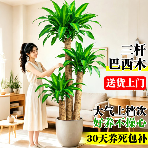 巴西木盆栽老桩幸运木客厅高端绿植办公室内落地大型植物真树盆景