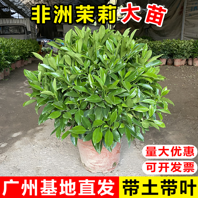 非洲茉莉盆栽净化空气四季常青