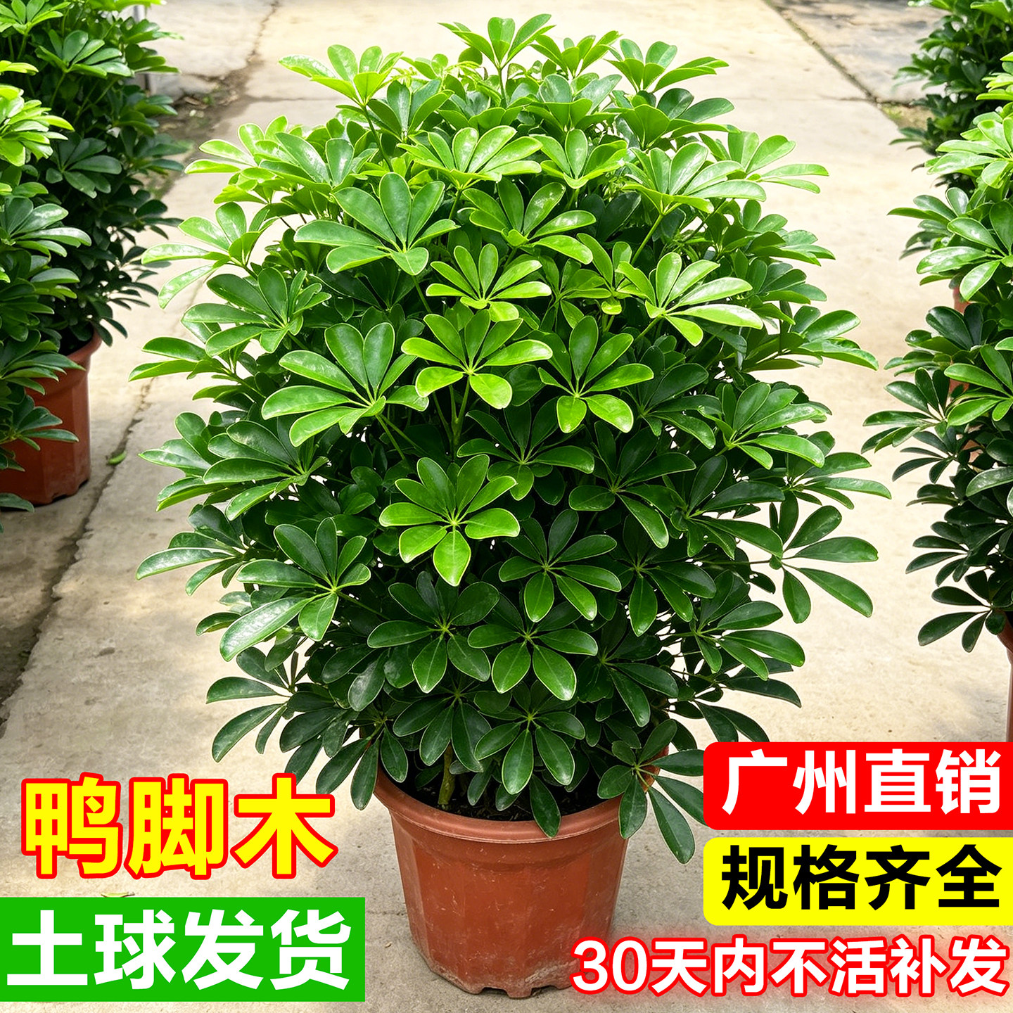 鸭脚木盆栽客厅落地大号鸭掌木八方来财真树苗办公室绿植大型植物