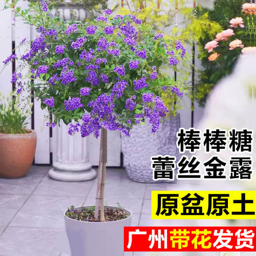 棒棒糖蕾丝紫金露花阳台花卉盆栽