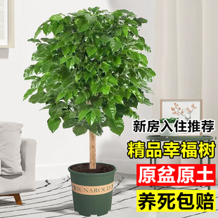 幸福树独杆棒棒糖老桩绿植客厅盆栽大绿宝植物室内除甲醛真树盆景