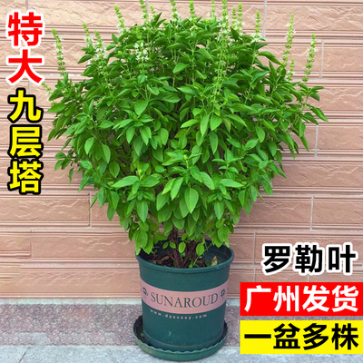 九层塔盆栽室内外驱蚊香草可食用