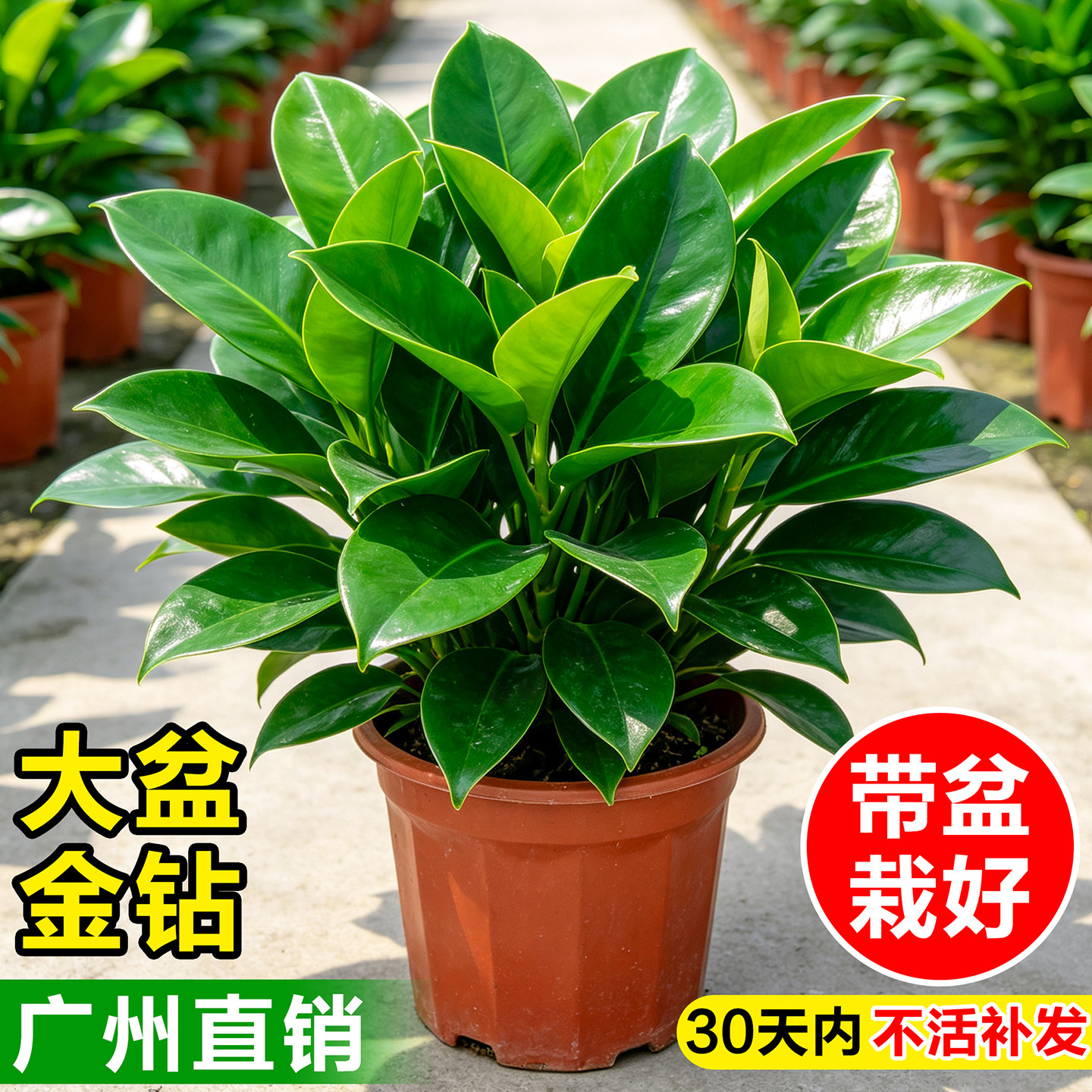 金钻绿公主盆栽室内水培绿植办公室客厅净化空气四季常青土培植物图片