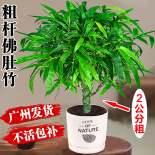 佛肚竹矮化老桩罗汉竹盆栽客厅办公室桌面绿植四季常青竹子苗盆景