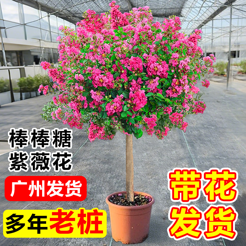 紫薇花树苗老桩盆栽室内外花卉