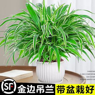 金边吊兰盆栽室内阳台桌面垂吊绿萝箩吸甲醛四季 绿植客厅水培植物