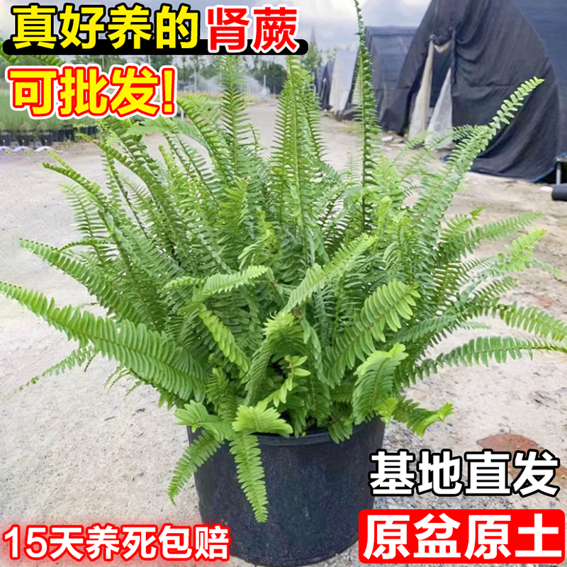 肾蕨排骨草盆栽室内外蕨类植物