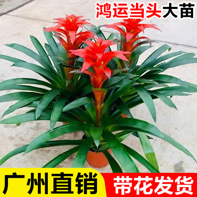 鸿运当头盆栽带花室内四季好养