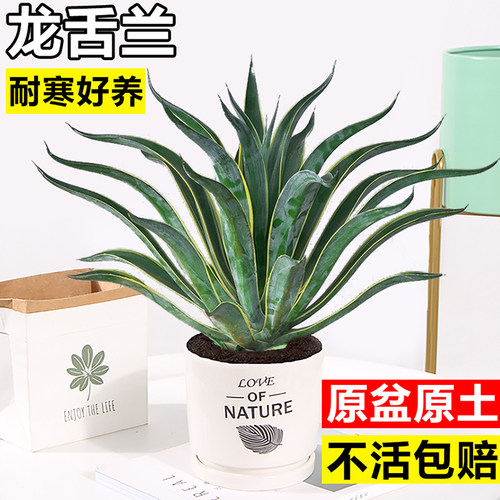 金边龙舌兰室内外除甲醛多肉植物