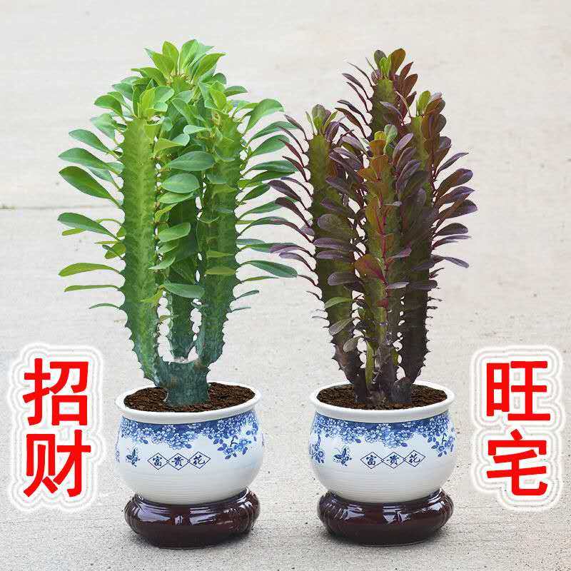 龙骨花室内观赏花卉客厅多肉植物图片