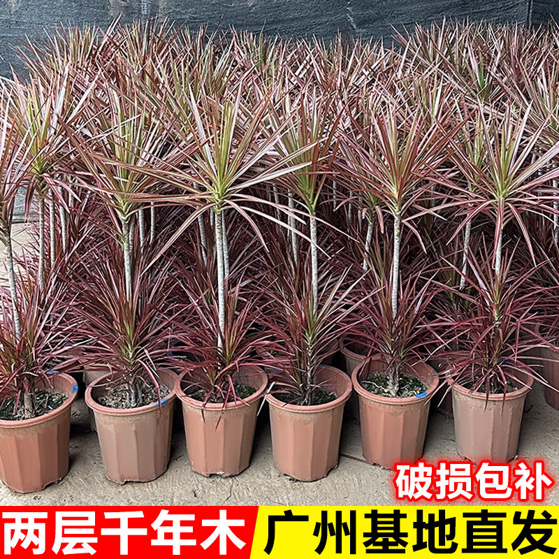 千年木客厅绿植七彩铁盆栽室内大型植物龙血树阳台办公室造型盆景,鲜花速递/花卉仿真/绿植园艺,大型绿植/成品组合盆栽,淘宝优惠券,粉丝福利购,淘宝优惠卷